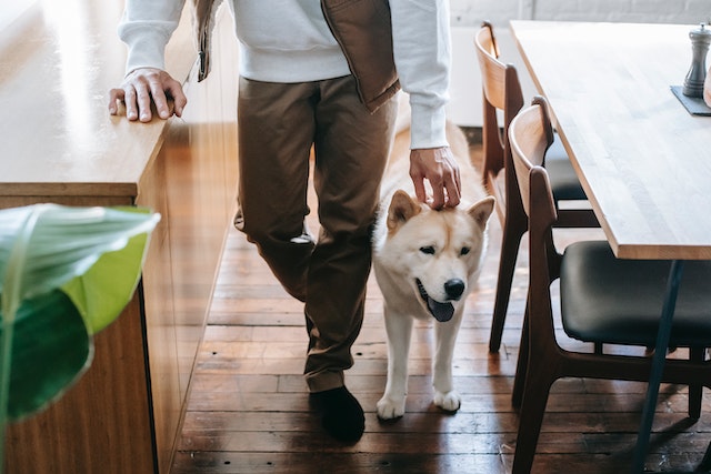 person walking with dog through home kitchen