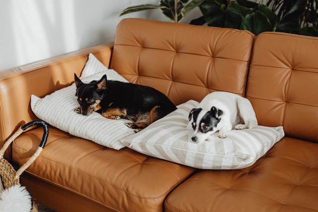 two dogs lying on pillows on an orange couch